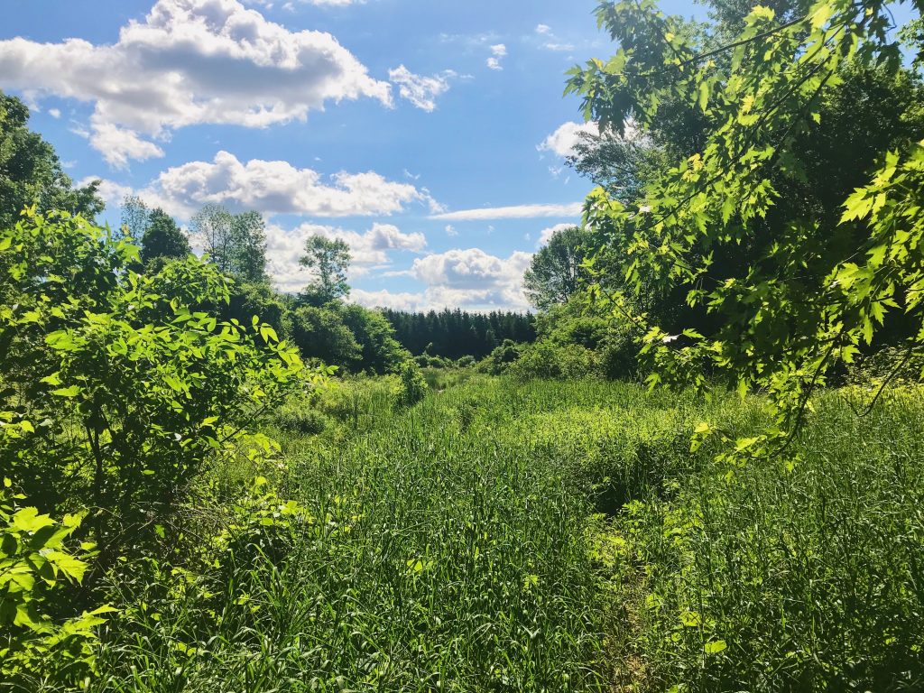 Cornwall Hiking in Gray’s Creek Conservation Area Audelà du paysage