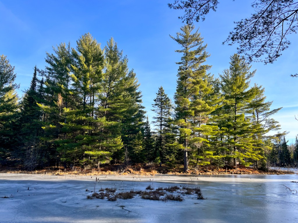 The Perfect Quiet Forest Retreat: Exploring High Lonesome Nature Reserve